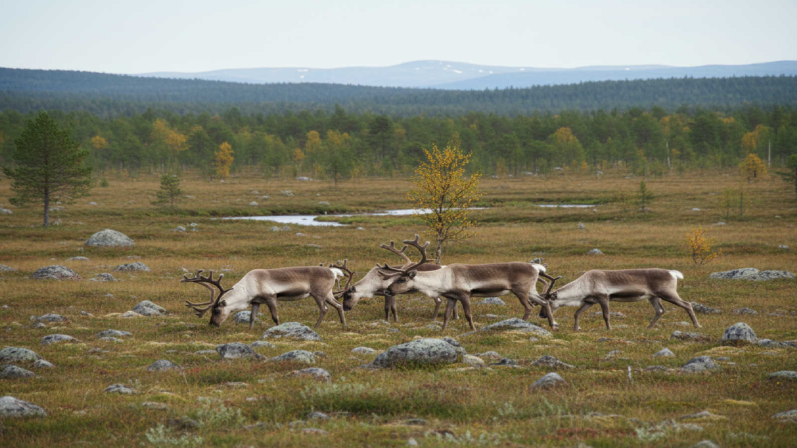 dinjagarexamen-daggdjur-ren
