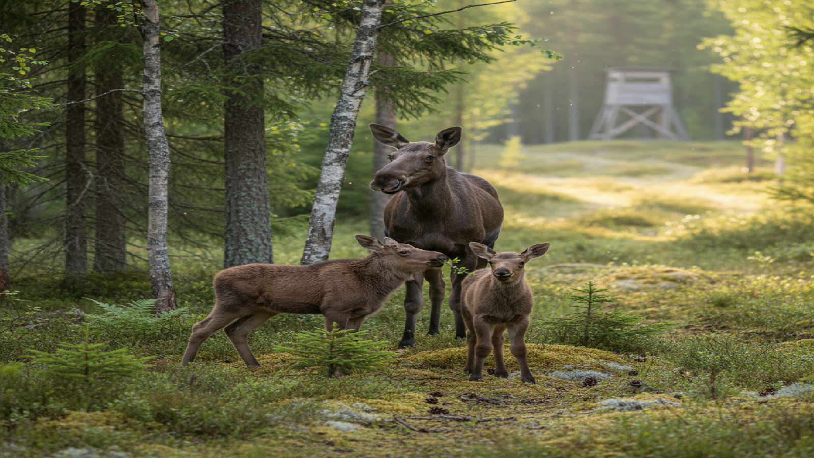 dinjagarexamen-viltbiologi-viltvard-och-forvaltningsmodeller