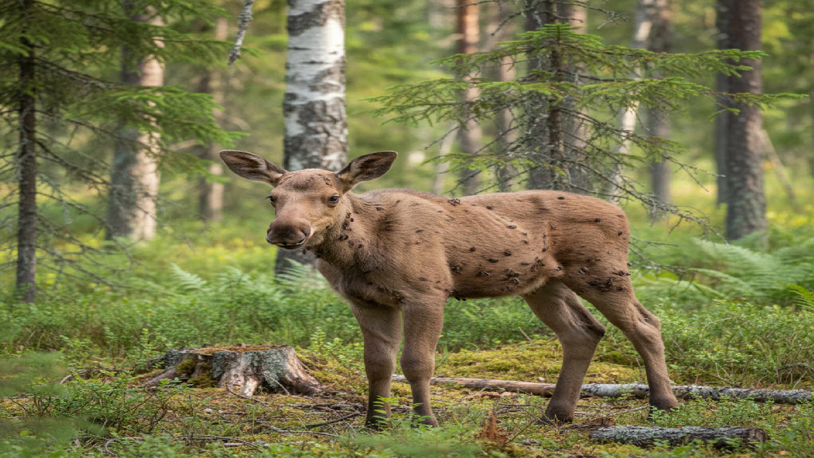 dinjagarexamen-viltbiologi-viltsjukdomar-parasiter-och-smittorisker