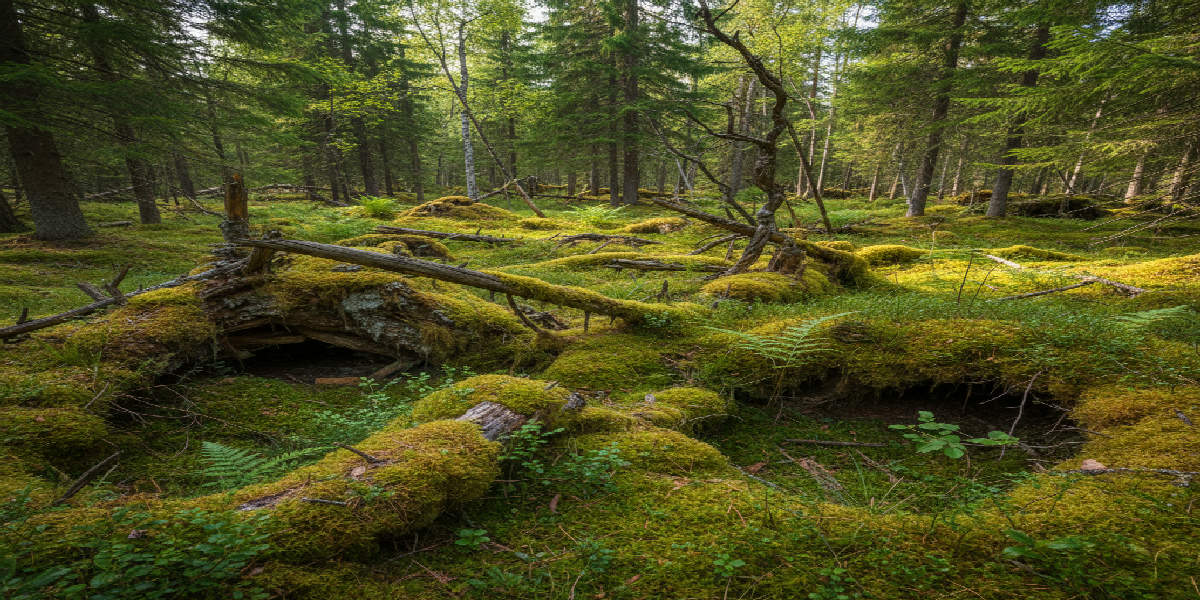 dinjagarexamen-daggdjur-sma-rovdjur