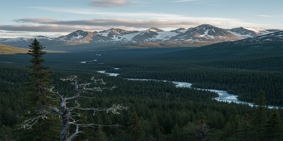 dinjagarexamen-daggdjur-stora-rovdjur