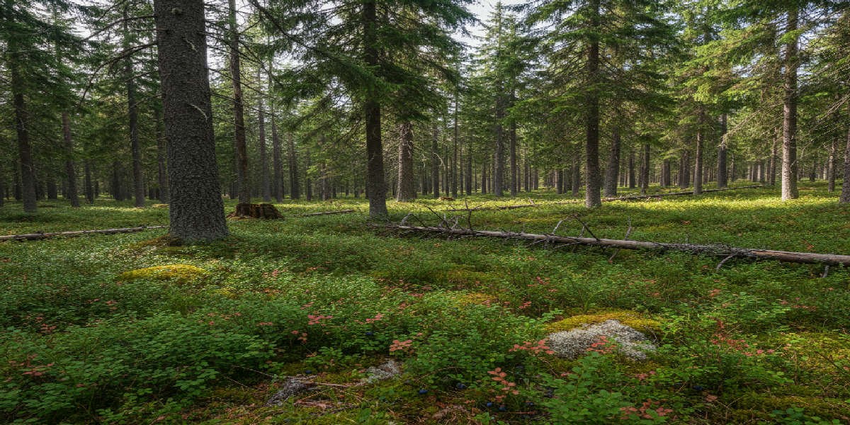 dinjagarexamen-faglar-skogshons